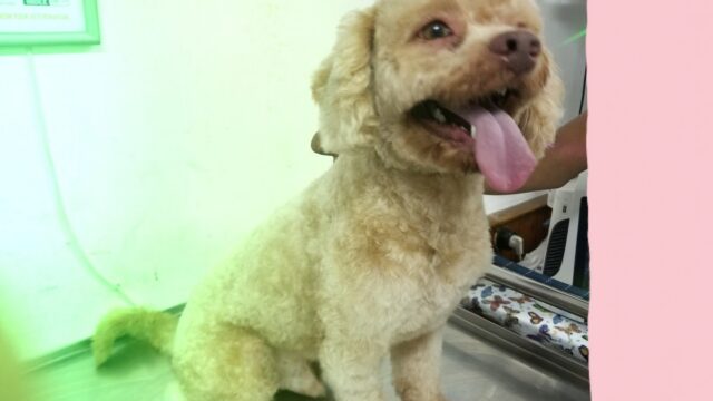 Google Photo 4