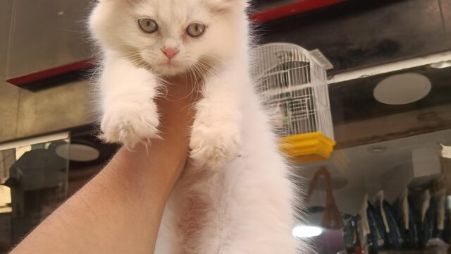 Google Photo 3