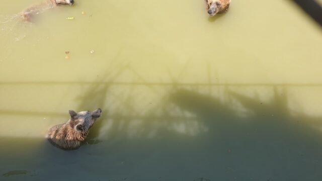 Google Photo 4