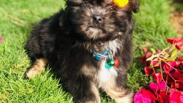 Google Photo 2