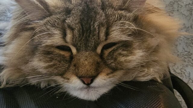 Google Photo 4