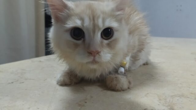 Google Photo 2