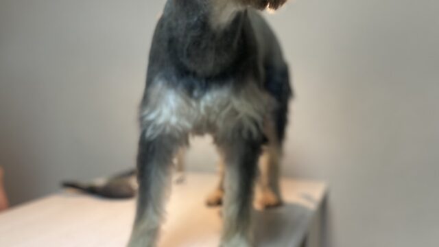 Google Photo 2
