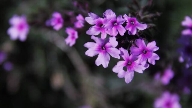 Google Photo 3