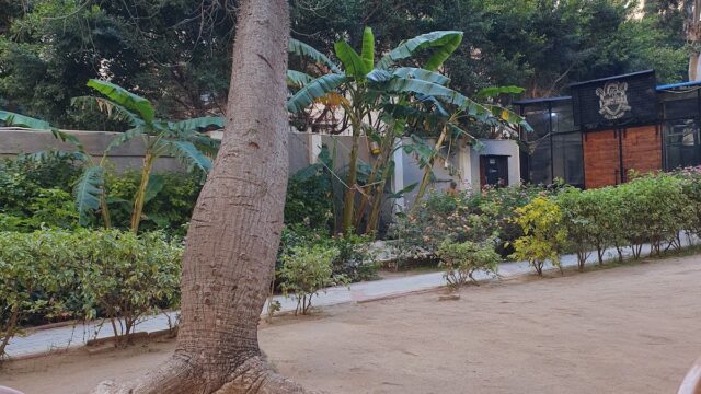 Google Photo 4