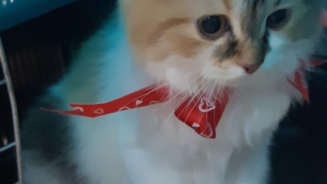 Google Photo 5