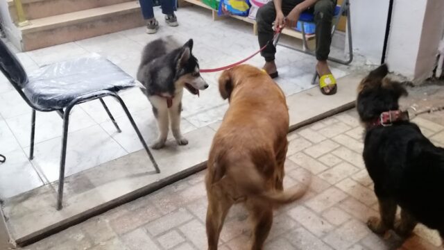 Google Photo 1