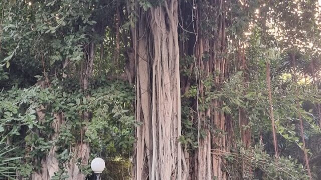 Google Photo 2