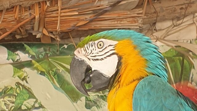 Google Photo 2