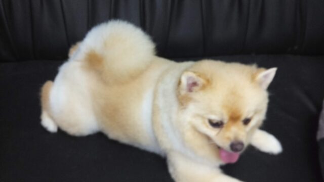 Google Photo 3