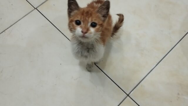 Google Photo 3