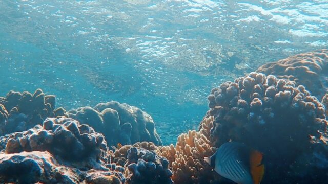Google Photo 2