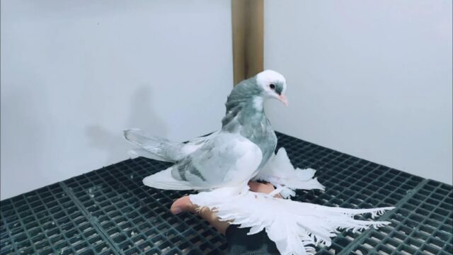 Google Photo 4