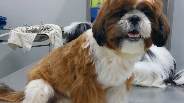 Google Photo 2
