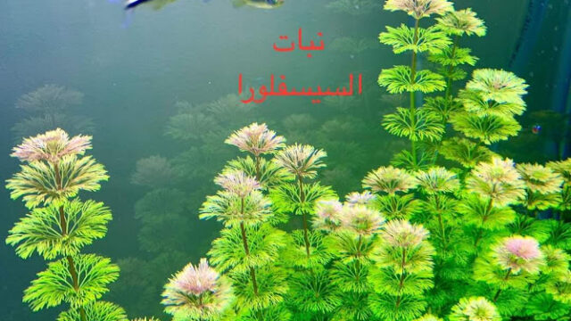 ANWiy9Q7EcZmeXF7gTvOn7OumgbvaGp6b3Aq0uC_Haw3pAX4xc2tBr_VsD7MUiMCt4Ujcv67pAHq8oOI0TGDh9qDC07OJn2ubszxPF046v9OtFzU8wICQX84HCOm6_1VjXWpVPOwxERGw800-h500-k-no.jpg