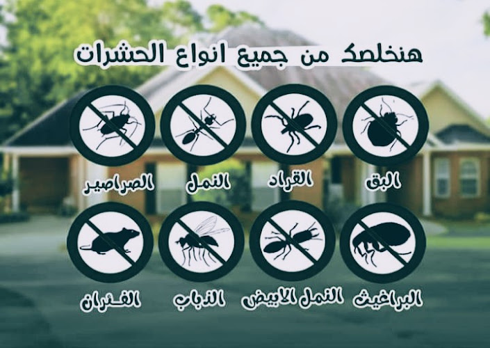 أفضل عرض مباشر في ألمانيا