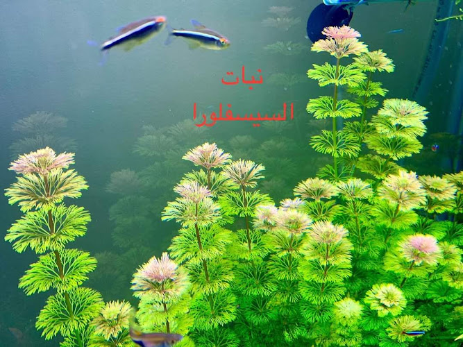 نباتات الأحواض المائية