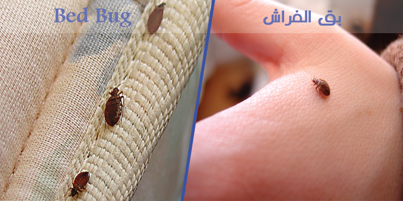 رويال لآبادة الحشرات بمبيدات حشرية امنية